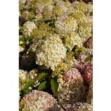 Syyshortensia Bobo®, astiakoko 3L