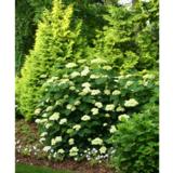 Pallohortensia Lime Rickey, astiakoko 3L