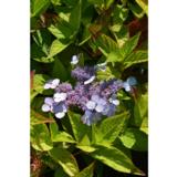 Safiirihortensia Bluebird, astiakoko 3L