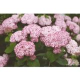 Pallohortensia Sweet Annabelle®, astiakoko 3L