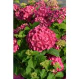 Jalohortensia Summer Love™, astiakoko 3L