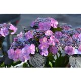 Jalohortensia Flair & Flavours®  Blueberry Cheesecake, astiakoko 5L
