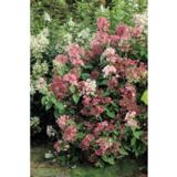 Syyshortensia Early Sensation, astiakoko 7,5L