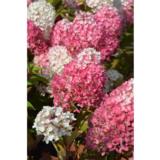 Syyshortensia Living Colourful Cocktail®, astiakoko 5L