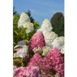 Syyshortensia Living Pink & Rose®, astiakoko 5L