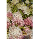 Syyshortensia Living Pinky Promise®, astiakoko 5L