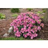 Jalohortensia Pop Star®, astiakoko 3L