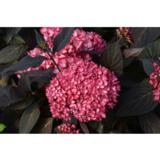 Jalohortensia Eclipse®, astiakoko 3L
