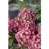 Syyshortensia Tiny Quick Fire, astiakoko 3L