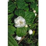 Kameliajasmike, astiakoko 3L