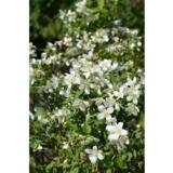 Pikkujasmike, astiakoko 3L