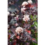 Purppuraheisiangervo Diable D'Or, astiakoko 3L