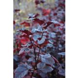 Purppuraheisiangervo Midnight®, astiakoko 3L