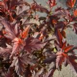 Purppuraheisiangervo Little Angel®, astiakoko 3L