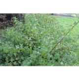 Lamoheisiangervo Tilden Park, astiakoko 3L