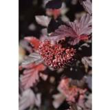 Purppuraheisiangervo Lady in Red, astiakoko 7,5L