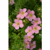 Pensashanhikki Lovely Pink, astiakoko 3L