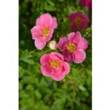 Pensashanhikki Pink Paradise, astiakoko 3L