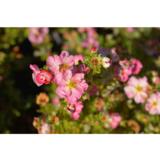 Pensashanhikki Happy Hearts™ Pink Star, astiakoko 3L