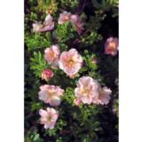 Pensashanhikki Double Punch® Pastel, astiakoko 3L