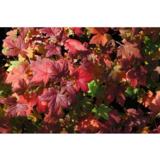 Lamoherukka, astiakoko 2L