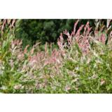 Hakuropaju pensas, astiakoko 3L