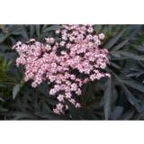 Mustaselja Cherry Lace, astiakoko 3L