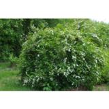 Idänvirpiangervo, astiakoko 3L