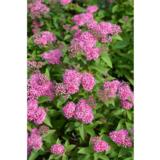 Tummakeijuangervo Manon, astiakoko 2L