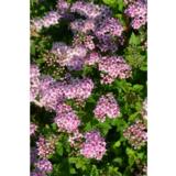 Keijuangervo Little Princess, astiakoko 7,5 L