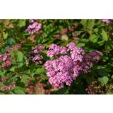 Loistoangervo Odensala, astiakoko 3 L