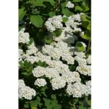 Koivuangervo Tor, astiakoko 3L