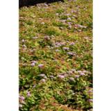 Pensasangervo Double Play® Big Bang, astiakoko 3L