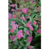 Japaninangervo Double Play® Artist, astiakoko 3L