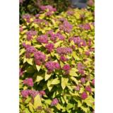 Keltajapaninangervo Double Play® Gold, astiakoko 3L