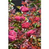 Japaninangervo Double Play® Doozie, astiakoko 3L