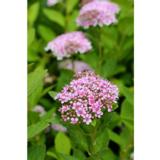 Koivuangervo Pink Sparkler™, astiakoko 3L