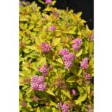 Keltajapaninangervo Zen'spirit® Gold, astiakoko 3L