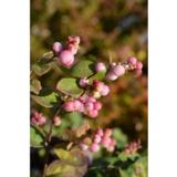 Hollanninlumimarja Mother of Pearl, astiakoko 3L