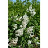 Puistosyreeni Tammelan Kaunotar, astiakoko 3L