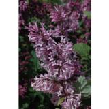 Unkarinsyreeni Måttsund, astiakoko 3L