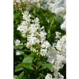 Isabellansyreeni Holger FinE rungollinen