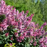 Isabellansyreeni Elinor, astiakoko 3L