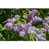 Pihasyreenin esipakatut aitataimet, nipussa 10 kpl