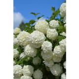 Lumipalloheisi Pohjan Neito FinE, astiakoko 3L