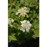 Kääpiökoiranheisi Kallion Pallo, astiakoko 3L