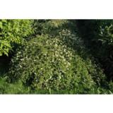 Seppelvarpu, astiakoko 2L