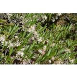 Lamohietakirsikka, astiakoko 2L