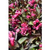 Komeakotakuusama Alexandra, astiakoko 3L