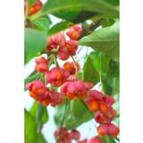 Euroopansorvarinpensas, astiakoko 3L